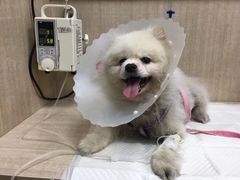 -北京观赏动物医院·24小时大型综合·猫专科·异宠专科