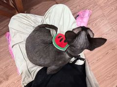 -楼上猫咖(罗湖店)