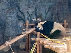 -深圳野生动物园
