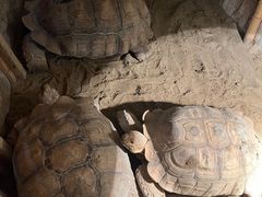 -绿色星球动物主题公园
