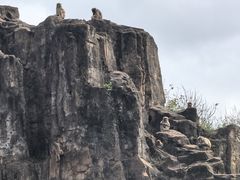 -海南热带野生动植物园