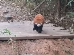 -成都大熊猫繁育研究基地