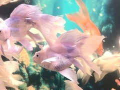 -秦皇岛新澳海底世界