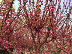 -永定河休闲森林公园