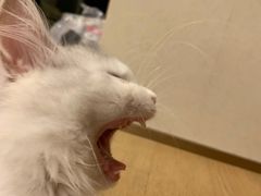 -山宅一喵德文卷毛猫舍