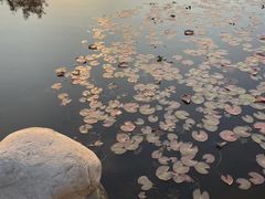 -石家庄市植物园
