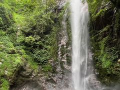 -莫里热带雨林景区