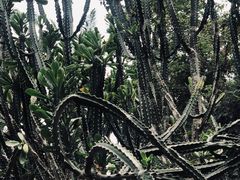 -中国科学院西双版纳热带植物园