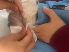 -瑞派福兴宠物医院犬猫全科·骨科·中西医结合(河东店)