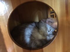 -喵园·猫主题咖啡厅·撸猫·猫咖(国贸店)