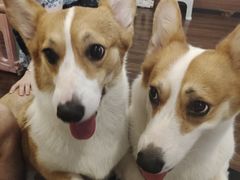 -柯斗斗主题餐厅·狗咖·围炉煮茶·茶饮(国瑞升平里店)