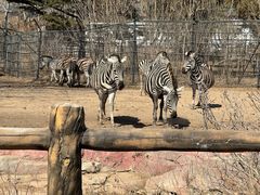 -大连森林动物园