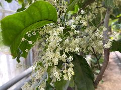 -呀路古热带植物园