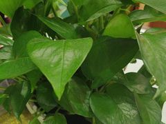 -齐家花园大酒店·本帮菜(宝山店)