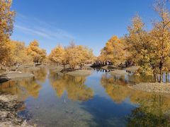 -金塔沙漠胡杨林景区