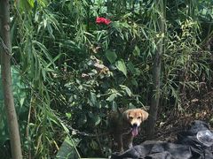 -同銮特种养殖场·龙虾垂钓