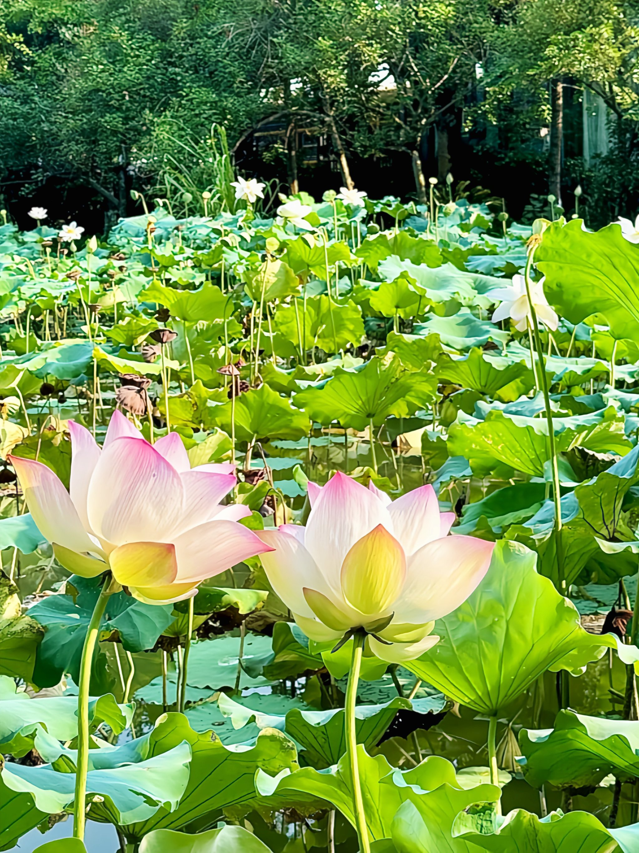 成都三圣乡花海景区图片