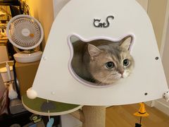 -东方名猫馆·英短金渐层布偶猫舍(环线广场1号楼店)