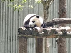 -卧龙中华大熊猫苑神树坪基地