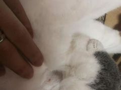 -瑞派紫金宠物医院24小时·骨科·中兽医·重症转诊中心(番禺大石院)