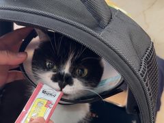 -艾贝尔宠物医院·狂犬免疫点(江山金象城店)