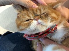 -瞄一喵猫咖(格力海岸店)