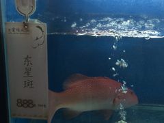 活鱼区-王家渡火锅店(棕榈泉店)