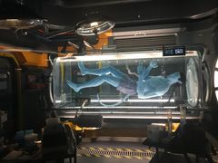 -奥兰多迪士尼动物王国乐园