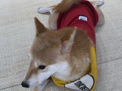 -逗柴咖啡屋·狗咖猫咖宠物桌游