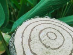 -成都市活水公园