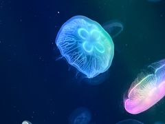 -海合安成都极地海洋公园