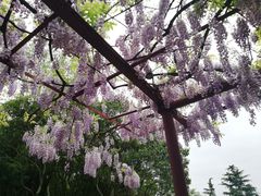 -嘉定紫藤园
