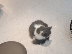 -飞行喵MR PILOT|猫舍·猫咖(静安大融城店)