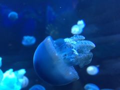 -芜湖新华联大白鲸海洋公园