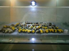 -四川农业大学(雅安校区)