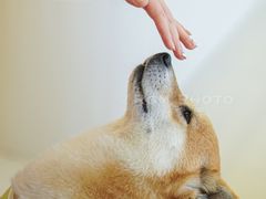 -怪兽屋·羊驼·猫咖·狗咖(俊华广场店)