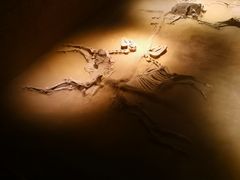 -洛阳周王城天子驾六博物馆