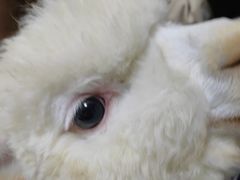 -猫色咖啡·猫咖