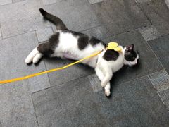 -莫奈花园法式蛋糕
