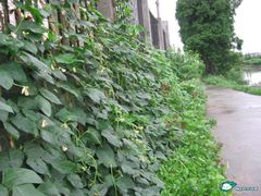 -南汇水蜜桃采摘(大团店)