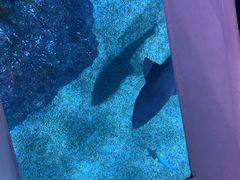 -暹罗海洋世界