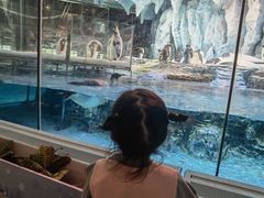 -帝企鹅自助餐厅•儿童岛•真企鹅(长隆企鹅酒店)