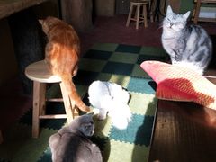 -猫猫幼稚园·撸猫·桌游·电玩