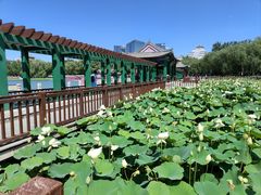 -莲花池公园