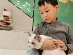 -飞行喵MR PILOT|猫舍·猫咖(静安大融城店)