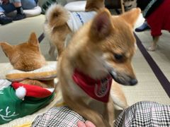 -逗柴咖啡屋·狗咖猫咖宠物桌游