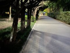 -紫薇公园