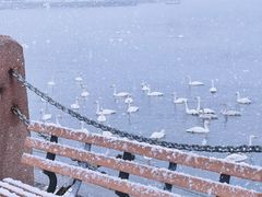 -烟墩角天鹅湖