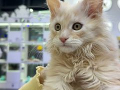 -小猫来了·猫舍(红山六九七九店)