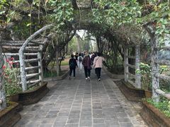 -独树成林